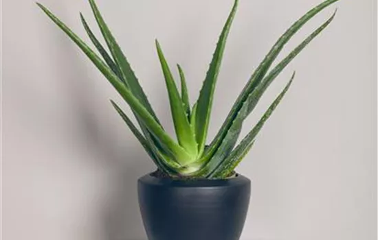 Aloe vera Aloe vera
