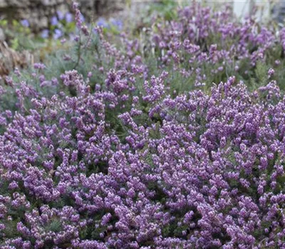 Erica carnea Erica carnea