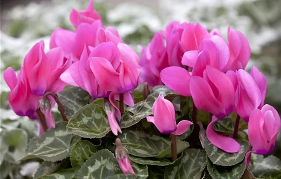 Cyclamen persicum Cyclamen persicum