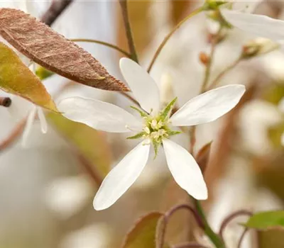 Amelanchier lamarckii Amelanchier lamarckii