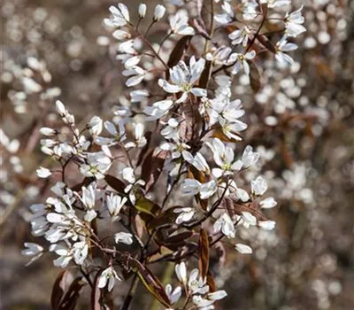 Amelanchier lamarckii 'Rainbow Pillar'® Amelanchier lamarckii 'Rainbow Pillar'®