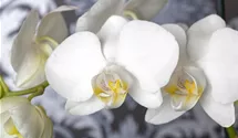 Schmetterlingsorchidee