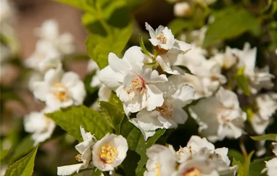 Philadelphus x virginalis Philadelphus x virginalis