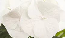 Bauernhortensie