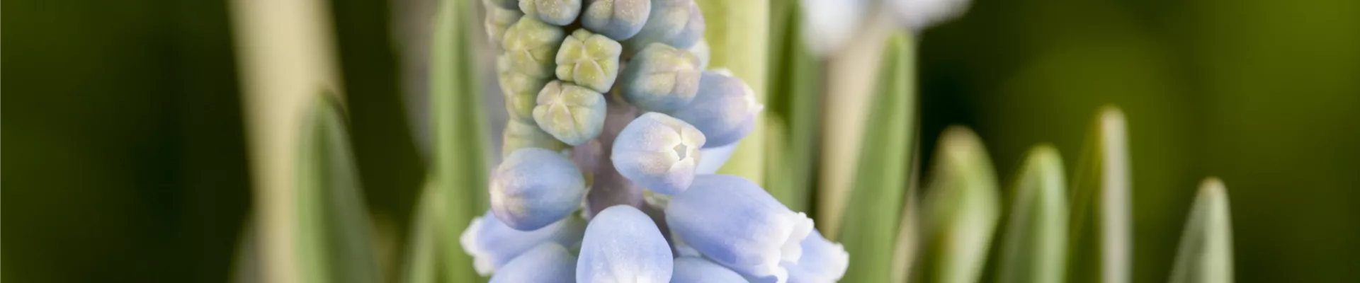 Muscari Muscari