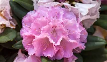 Yakushima-Rhododendron