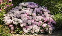 Yakushima-Rhododendron