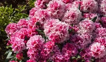 Yakushima-Rhododendron