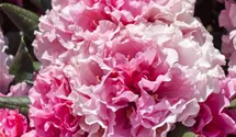Yakushima-Rhododendron