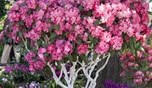 Yakushima-Rhododendron