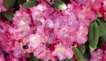 Yakushima-Rhododendron