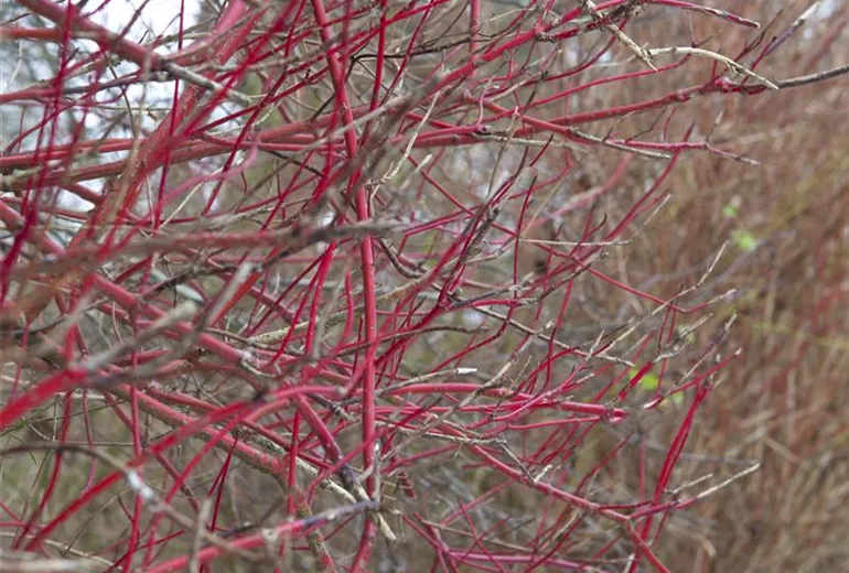 Cornus alba 'Sibirica'