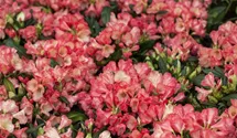 Yakushima-Rhododendron