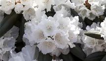 Yakushima-Rhododendron