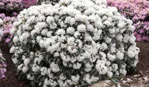 Yakushima-Rhododendron