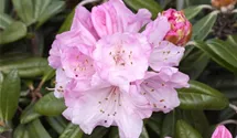 Yakushima-Rhododendron