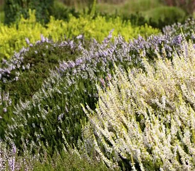 Calluna vulgaris Calluna vulgaris