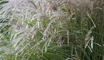 Garten-Chinaschilf