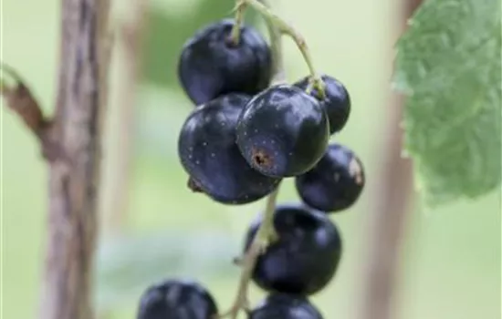 Ribes nigrum Ribes nigrum