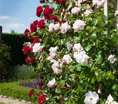 Kletterrose Kletterrose