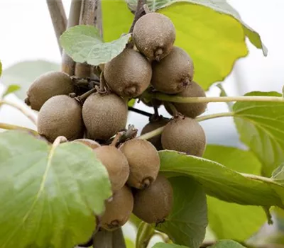 Actinidia chinensis Actinidia chinensis