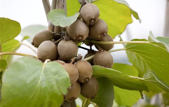 Actinidia chinensis Actinidia chinensis