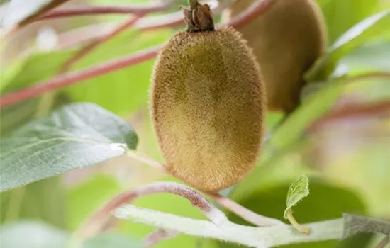 Actinidia chinensis 'Hayward'