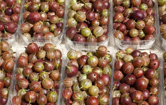 Ribes uva-crispa Ribes uva-crispa