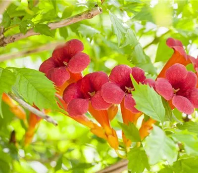 Campsis radicans Campsis radicans