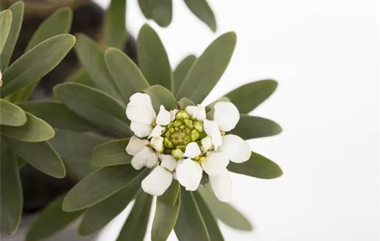 Die Schleifenblume – ein wahres Mauerblümchen Die Schleifenblume – ein wahres Mauerblümchen