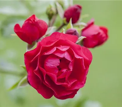 Bodendeckerrose Bodendeckerrose