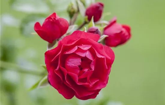 Bodendeckerrose Bodendeckerrose