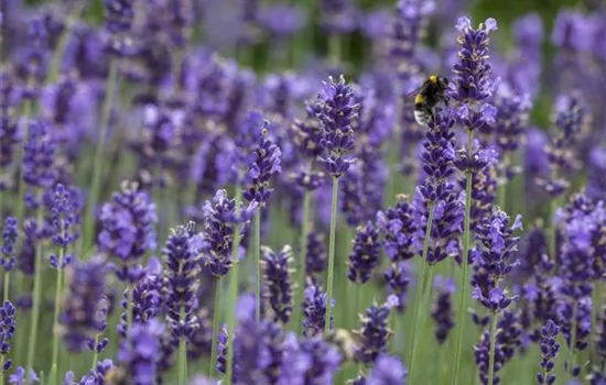 Lavandula angustifolia, blau Lavandula angustifolia, blau