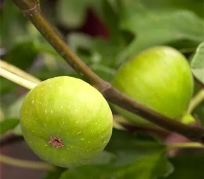 Ficus carica Ficus carica