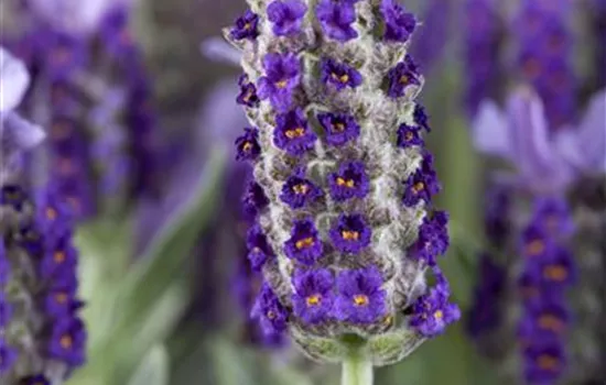 Lavandula stoechas Lavandula stoechas