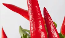 Paprika