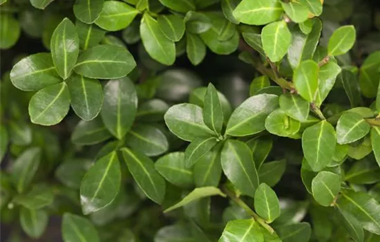 Ilex crenata Ilex crenata