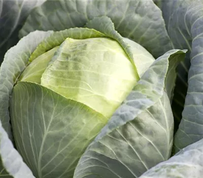 Brassica oleracea var. capitata f. alba Brassica oleracea var. capitata f. alba