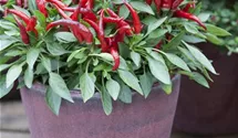 Paprika