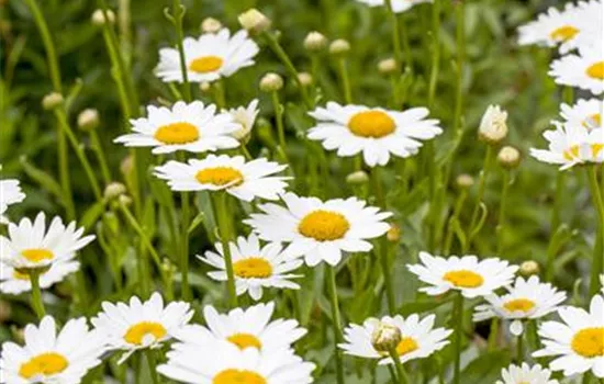 Leucanthemum x superbum Leucanthemum x superbum