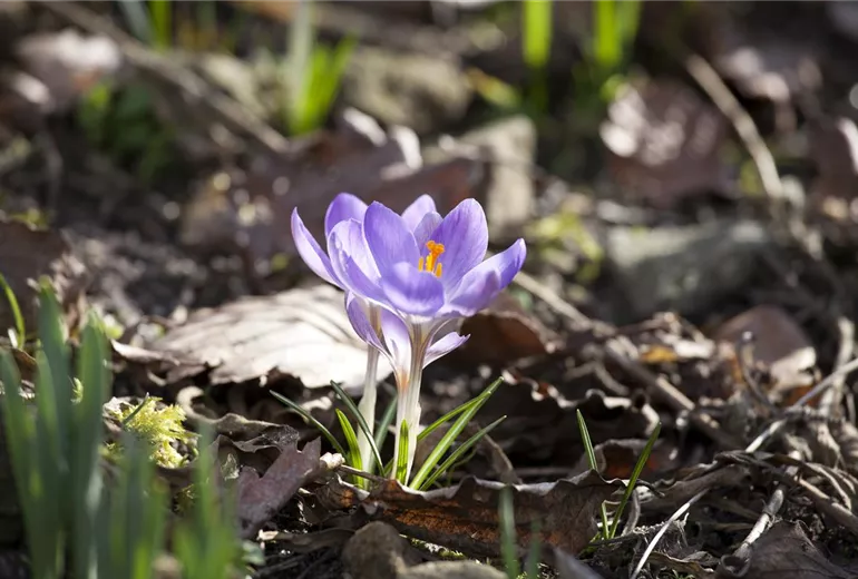 Crocus chrysanthus 'Zwanenburg'