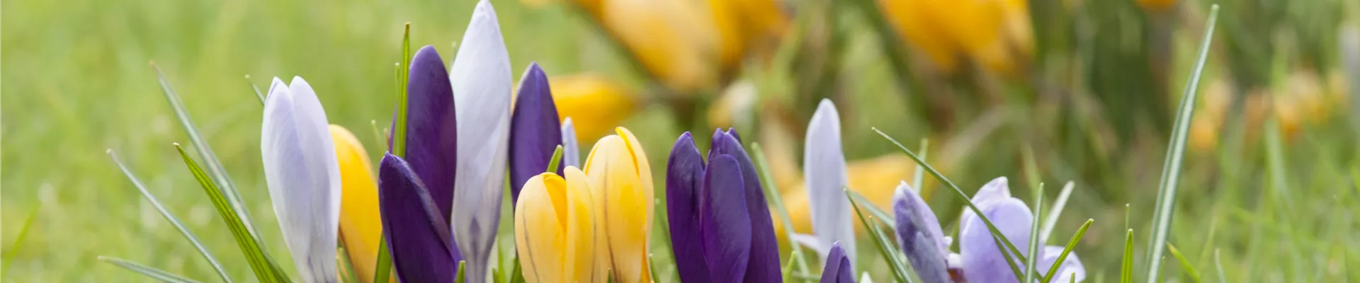 Crocus Crocus
