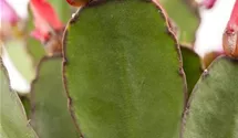 Osterkaktus
