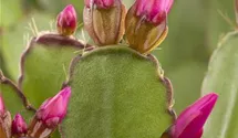 Osterkaktus