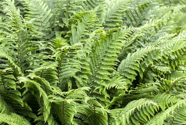 Athyrium