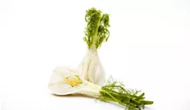 Gewöhnlicher Fenchel