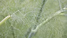 Gewöhnlicher Fenchel