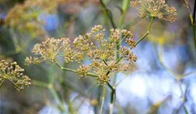 Gewöhnlicher Fenchel