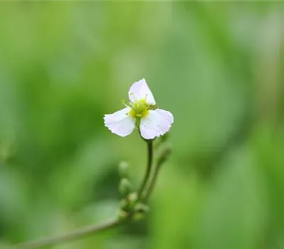 Sagittaria sagittifolia Sagittaria sagittifolia