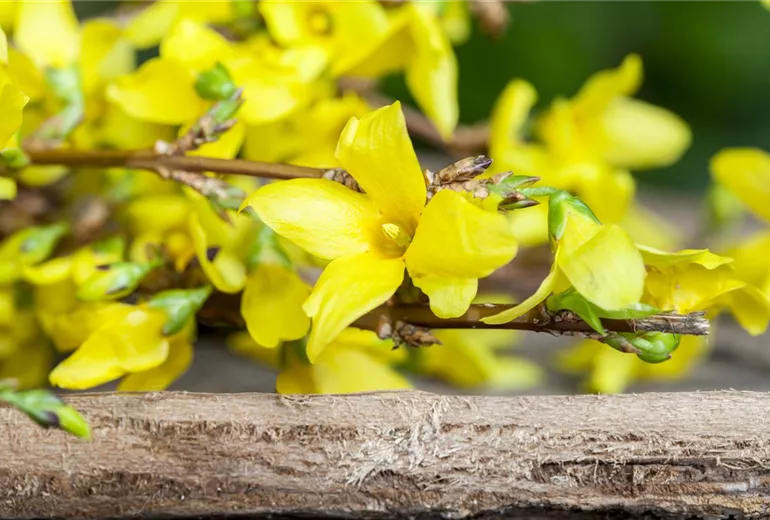 Forsythia x intermedia